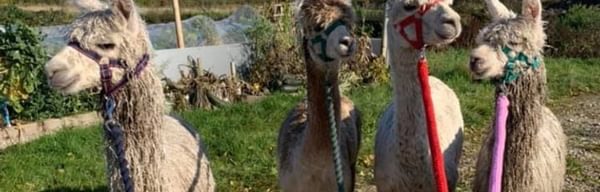 Alpacas