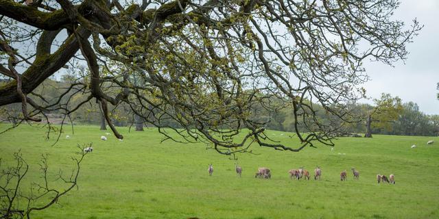 Chatsworth Estate Holiday Cottages Heathy Lea Collection Shepherds Huts Stag External Landscape 2