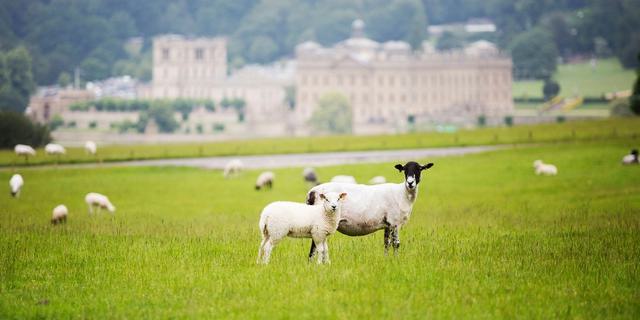 Chatsworth162