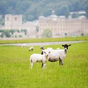 Chatsworth162