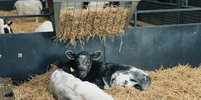 Chatsworth Farmyard 3 new 698366740