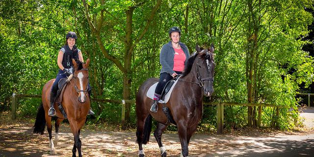 CROP 001 Shipley Park Horses 001 2047465719