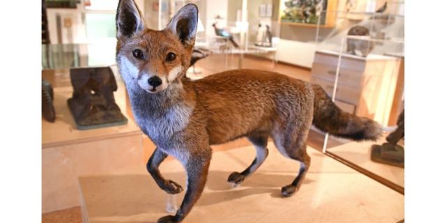 Derby Museum and Art Gallery 3 fox NEW