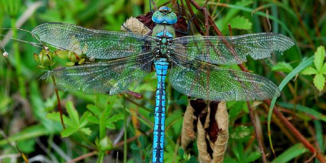 Dragonfly Peter Fidler 565469610