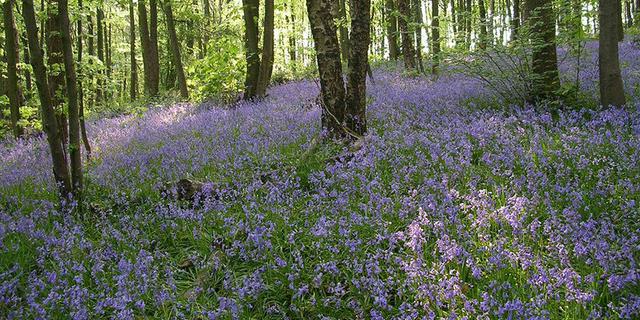 Linacre Bluebells 415877501