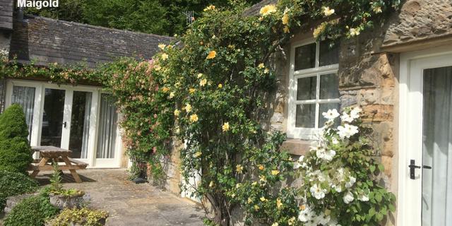 Maigold External