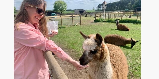 MFP Half term alpaca feeding new 1