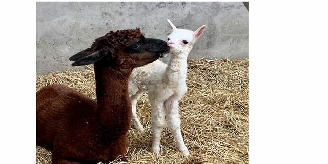 MFP Alpaca and baby 1013960528