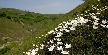Orchids tansley dale 1 541038454