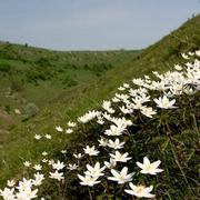 Orchids tansley dale 1 541038454