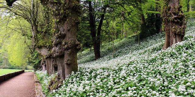 Paradise walk garlic ilam park web 1741740963