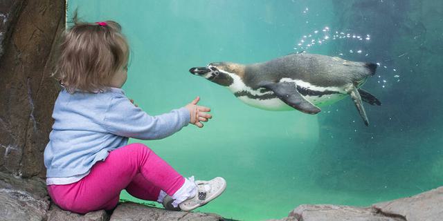 Peak wildlife 2 118794536