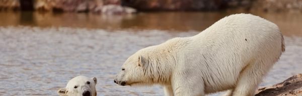 PWP Polar bears