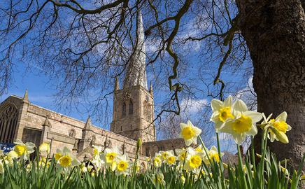 Spire and Daffodils 1867598520