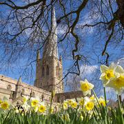 Spire and Daffodils 1867598520