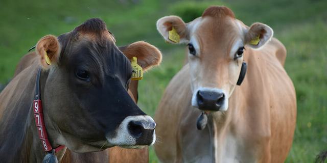 Tagg Lane Dairy5 1445923825