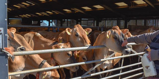 Tagg Lane Dairy7 724339997