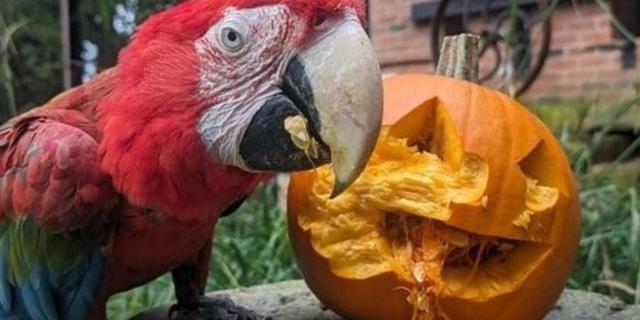 TBH Halloween 24 Parrot NEW
