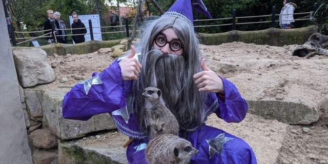 TBH Hallowen 24 Wizaed with meercats ew