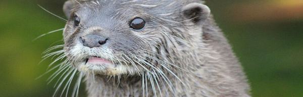 TBH Otter 6 1838982469