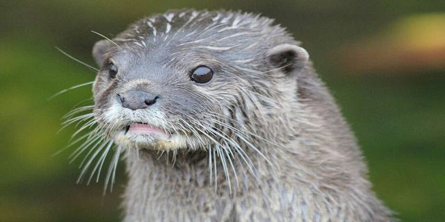 TBH Otter 6 1838982469