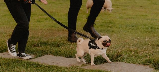 VPDD Banner EDALE DOG WALK 6